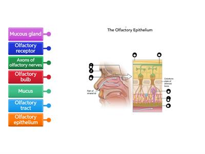 The Olfactory Epithelium