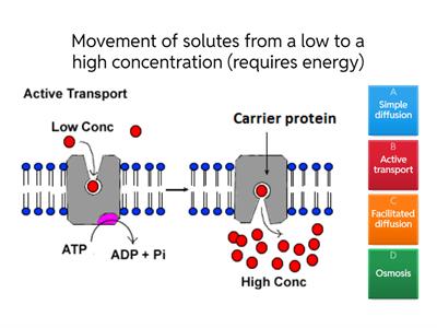 Active Transport Features