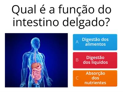 Jogo do sistema digestorio