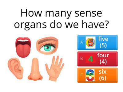  Sense organs