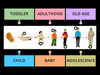 stages of human life - timeline
