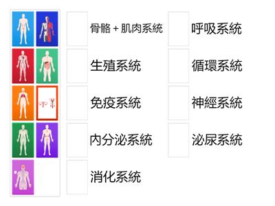 認識人體器官系統