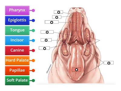 Labeled Oral Cavity