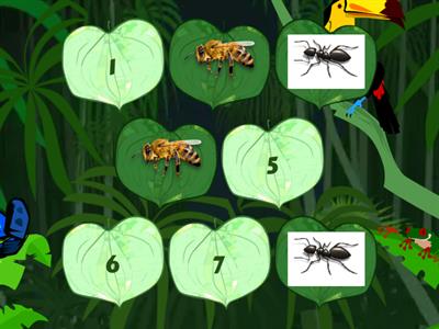 insects
