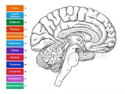 Brain Parts