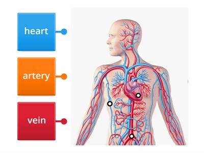 Circulatory system 1
