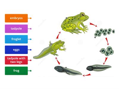 Frog life cycle 