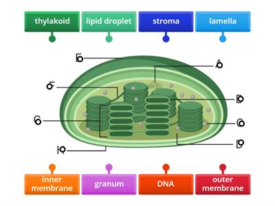 CAX KS5  Structure of chloroplast diagram