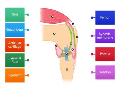 Synovial Knee Joint