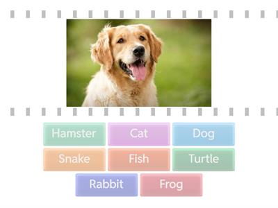 Revision Animals - 2° Grade