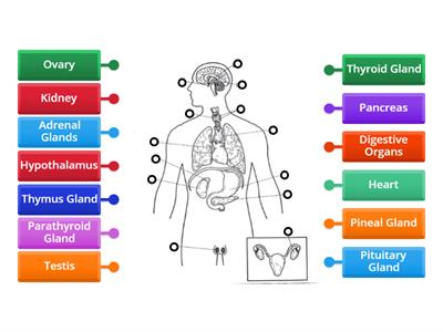 Endocrine System