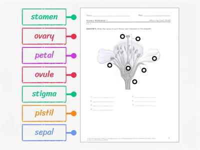 Abeka 6 science flower anatomy