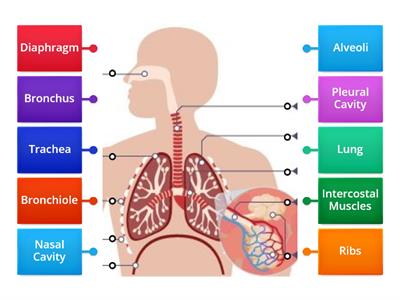 Respiratory System