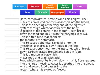 Functions of the digestive system 