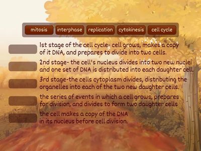 Lesson 2.4 Cell Division