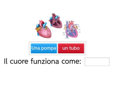 Comprensione del testo "il sistema circolatorio"