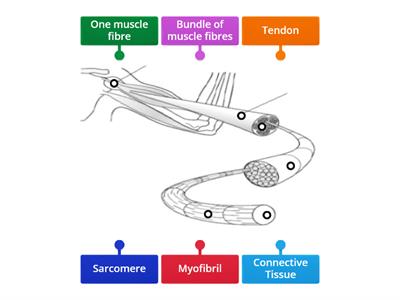 Muscular Structure