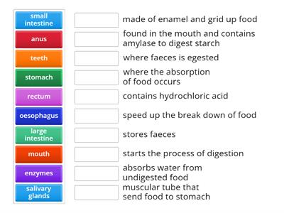 Digestive system Function