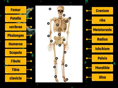 Parts of skeleton