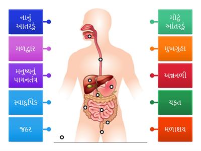 std 7 sci. ch 2 પ્રાણીઓમાં પોષણ L. O. SC.7.09 પ્રક્રિયા અને  સજીવોની આકૃતિમાં નામનિર્દેશન કરે છે.