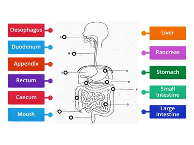 Digestive System