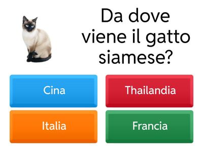 Il gatto siamese