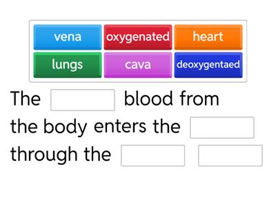 Blood circulation