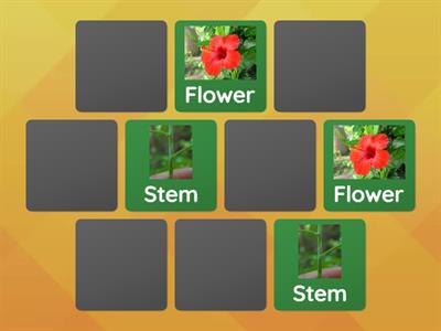 Plant parts matching pairs