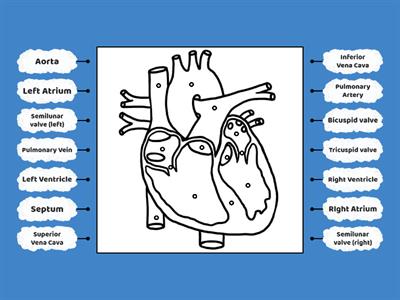 Know the structure of the heart