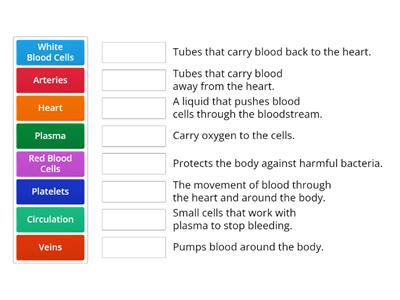 Circulatory System