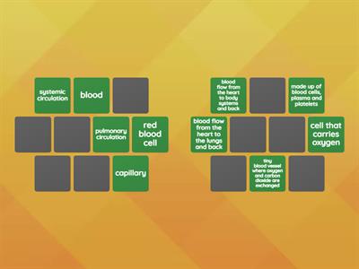Cardiovascular or Circulatory System