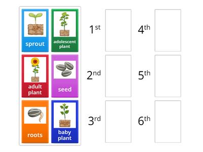 LCS: Sunflower life cycle