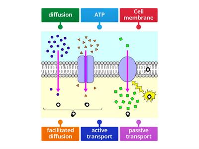 Cell Transport