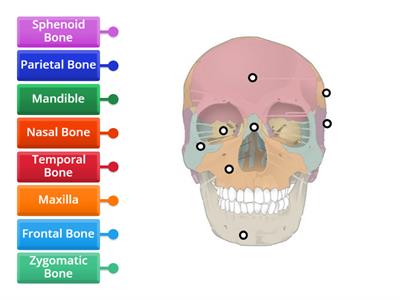 Anatomy of cranium frontal view