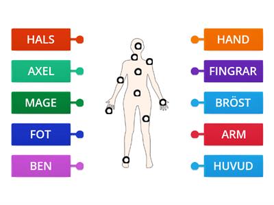 KROPPENS DELAR (bild hämtad från www.ndla.no/en/node132163)