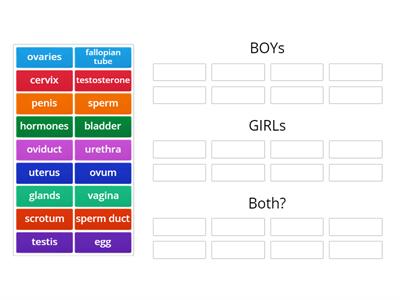 CAX KS3 Who has what reproductive organs?