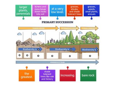 Primary Succession