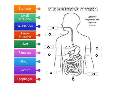 Diagram2: Digestive System