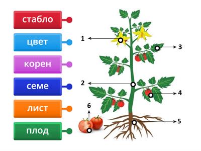 Први разред Делови тела биљака