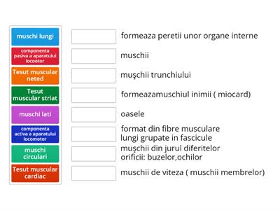 Tipuri de muschi 