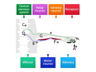 Reflex arc