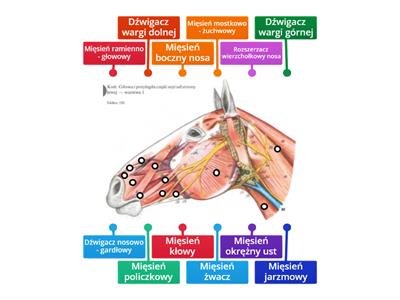 Koń pierwsza warstwa mięśni głowy