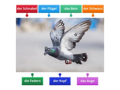 Was hat der Vogel?