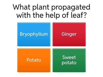 Plant propagation 