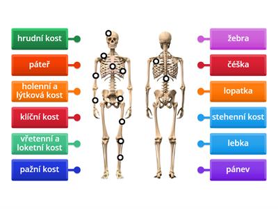 Opěrná soustava