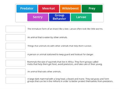 Animal Group Behavior