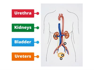  Excretory system