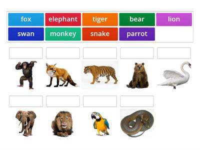 Animals class 3