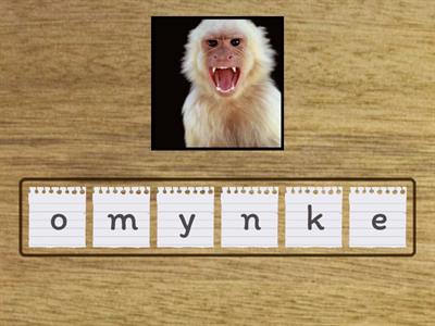 Animals anagram