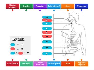 L'appareil digestif humain